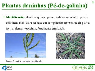  Identificação: planta cespitosa, possui colmos achatados, possui
coloração mais clara na base em comparação ao restante da planta,
forma densas touceiras, fortemente enraizada.
Plantas daninhas (Pé-de-galinha)
33
Fonte: Agrolink, ano não identificado.
 