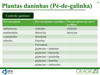 Plantas daninhas (Pé-de-galinha)
35
Controle químico:
Pré-emergência Pós-emergência (1 perfilho) Pós-emergência (já com 4
perfilhos)
sulfentrazone clethodim clethodim
pendimethalin Haloxyfop haloxyfop
s-metolachlor Quizalofop
trifuralin Fluazifop
Fenoxaprop
glyphosate + clethodim
glyphosate + haloxyfop
glyphosate + quizalofop
glyphosate + fluazifop
glyphosate + sethoxydim
 