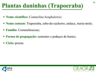  Nome científico: Commelina benghalensis;
 Nome comum: Trapoeraba, rabo-de-cachorro, andaca, maria-mole;
 Família: Commelinaceae;
 Forma de propagação: sementes e pedaços de hastes;
 Ciclo: perene.
Plantas daninhas (Trapoeraba)
36
 