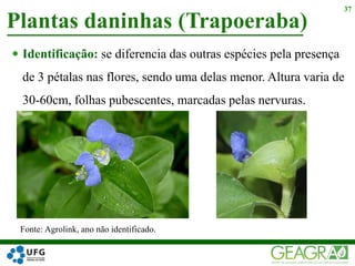  Identificação: se diferencia das outras espécies pela presença
de 3 pétalas nas flores, sendo uma delas menor. Altura varia de
30-60cm, folhas pubescentes, marcadas pelas nervuras.
Plantas daninhas (Trapoeraba)
37
Fonte: Agrolink, ano não identificado.
 