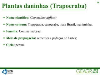  Nome científico: Commelina diffusa;
 Nome comum: Trapoeraba, capoeraba, mata Brasil, marianinha;
 Família: Commelinaceae;
 Meio de propagação: sementes e pedaços de hastes;
 Ciclo: perene.
Plantas daninhas (Trapoeraba)
38
 