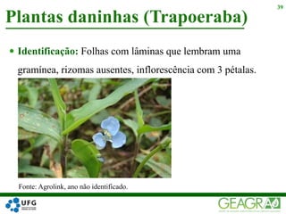  Identificação: Folhas com lâminas que lembram uma
gramínea, rizomas ausentes, inflorescência com 3 pétalas.
Plantas daninhas (Trapoeraba)
39
Fonte: Agrolink, ano não identificado.
 