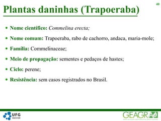  Nome científico: Commelina erecta;
 Nome comum: Trapoeraba, rabo de cachorro, andaca, maria-mole;
 Família: Commelinaceae;
 Meio de propagação: sementes e pedaços de hastes;
 Ciclo: perene;
 Resistência: sem casos registrados no Brasil.
Plantas daninhas (Trapoeraba)
40
 