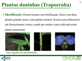  Identificação: Possui rizomas sem frutificação, flores com duas
pétalas grandes azuis e uma pétala residual. Possui como diferencial
um florescimento vistoso, sendo por muitas vezes cultivada como
planta ornamental.
Plantas daninhas (Trapoeraba)
41
Fonte: Agrolink, ano não identificado.
 