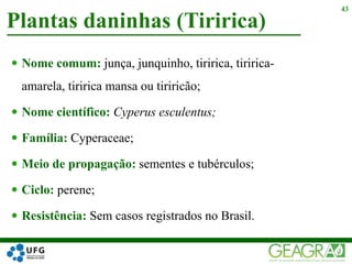  Nome comum: junça, junquinho, tiririca, tiririca-
amarela, tiririca mansa ou tiriricão;
 Nome científico: Cyperus esculentus;
 Família: Cyperaceae;
 Meio de propagação: sementes e tubérculos;
 Ciclo: perene;
 Resistência: Sem casos registrados no Brasil.
Plantas daninhas (Tiririca)
43
 