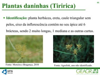  Identificação: planta herbácea, ereta, caule triangular sem
pelos, eixo da inflorescência contém no seu ápice até 6
brácteas, sendo 2 muito longas, 1 mediana e as outras curtas.
Plantas daninhas (Tiririca)
44
Fonte: Moreira e Bragança, 2010 Fonte: Agrolink, ano não identificado.
 