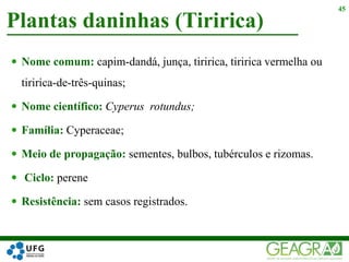  Nome comum: capim-dandá, junça, tiririca, tiririca vermelha ou
tiririca-de-três-quinas;
 Nome científico: Cyperus rotundus;
 Família: Cyperaceae;
 Meio de propagação: sementes, bulbos, tubérculos e rizomas.
 Ciclo: perene
 Resistência: sem casos registrados.
Plantas daninhas (Tiririca)
45
 