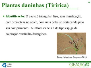  Identificação: O caule é triangular, liso, sem ramificação,
com 3 brácteas no ápice, com uma delas se destacando pelo
seu comprimento. A inflorescência é do tipo espiga de
coloração vermelho-ferrugínea.
Plantas daninhas (Tiririca)
46
Fonte: Moreira e Bragança 2010
 