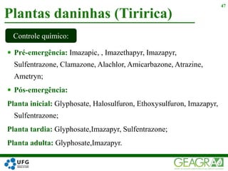  Pré-emergência: Imazapic, , Imazethapyr, Imazapyr,
Sulfentrazone, Clamazone, Alachlor, Amicarbazone, Atrazine,
Ametryn;
 Pós-emergência:
Planta inicial: Glyphosate, Halosulfuron, Ethoxysulfuron, Imazapyr,
Sulfentrazone;
Planta tardia: Glyphosate,Imazapyr, Sulfentrazone;
Planta adulta: Glyphosate,Imazapyr.
Plantas daninhas (Tiririca)
47
Controle químico:
 
