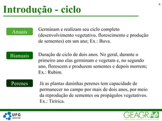 Introdução - ciclo
6
Anuais
Germinam e realizam seu ciclo completo
(desenvolvimento vegetativo, florescimento e produção
de sementes) em um ano; Ex.: Buva.
Bianuais Duração de ciclo de dois anos. No geral, durante o
primeiro ano elas germinam e vegetam e, no segundo
ano, florescem e produzem sementes e depois morrem;
Ex.: Rubim.
Perenes Já as plantas daninhas perenes tem capacidade de
permanecer no campo por mais de dois anos, por meio
da reprodução de sementes ou propágulos vegetativos.
Ex.: Tiririca.
 