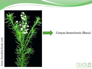 Fonte:RoundUpReady,2018.
Conyza bonariensis (Buva)
 