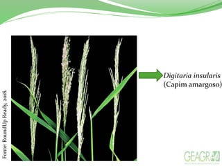 Fonte:RoundUpReady,2018.
Digitaria insularis
(Capim amargoso)
 