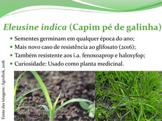Eleusine indica (Capim pé de galinha)
 Sementes germinam em qualquer época do ano;
 Mais novo caso de resistência ao glifosato (2016);
 Também resistente aos i.a. fenoxoaprop e haloxyfop;
 Curiosidade: Usado como planta medicinal.
Fontedasimagens:Agrolink,2018.
 
