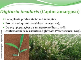 Digitaria insularis (Capim-amargoso)
 Cada planta produz até 60 mil sementes;
 Produz aleloquímicos (alelopatia negativa);
 De 2593 populações de amargoso no Brasil, 57%
confirmaram-se resistentes ao glifosato (Weedsciense, 2017).
Fontedasimagens:Agrolink,2018.
 