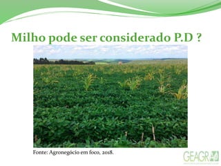 Milho pode ser considerado P.D ?
Fonte: Agronegócio em foco, 2018.
 