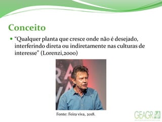 Conceito
 “Qualquer planta que cresce onde não é desejado,
interferindo direta ou indiretamente nas culturas de
interesse” (Lorenzi,2000)
Fonte: Feira viva, 2018.
 