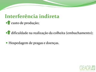 Interferência indireta
 custo de produção;
 dificuldade na realização da colheita (embuchamento);
 Hospedagem de pragas e doenças.
 