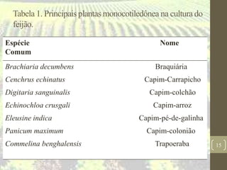 Tabela 1. Principais plantas monocotiledônea na cultura do
feijão.
Espécie Nome
Comum
Brachiaria decumbens Braquiária
Cenchrus echinatus Capim-Carrapicho
Digitaria sanguinalis Capim-colchão
Echinochloa crusgali Capim-arroz
Eleusine indica Capim-pé-de-galinha
Panicum maximum Capim-colonião
Commelina benghalensis Trapoeraba 15
 