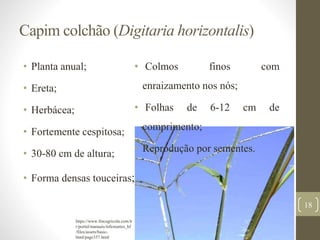 Capim colchão (Digitaria horizontalis)
• Planta anual;
• Ereta;
• Herbácea;
• Fortemente cespitosa;
• 30-80 cm de altura;
• Forma densas touceiras;
• Colmos finos com
enraizamento nos nós;
• Folhas de 6-12 cm de
comprimento;
• Reprodução por sementes.
18
https://www.fmcagricola.com.b
r/portal/manuais/infestantes_hf
/files/assets/basic-
html/page357.html
 