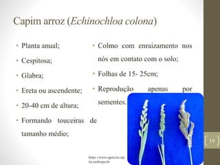 Capim arroz (Echinochloa colona)
• Planta anual;
• Cespitosa;
• Glabra;
• Ereta ou ascendente;
• 20-40 cm de altura;
• Formando touceiras de
tamanho médio;
• Colmo com enraizamento nos
nós em contato com o solo;
• Folhas de 15- 25cm;
• Reprodução apenas por
sementes.
19
https://www.agencia.cnp
tia.embrapa.br
 