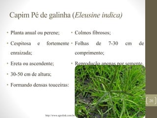 Capim Pé de galinha (Eleusine indica)
• Planta anual ou perene;
• Cespitosa e fortemente
enraizada;
• Ereta ou ascendente;
• 30-50 cm de altura;
• Formando densas touceiras:
• Colmos fibrosos;
• Folhas de 7-30 cm de
comprimento;
• Reprodução apenas por semente.
20
http://www.agrolink.com.br/
 