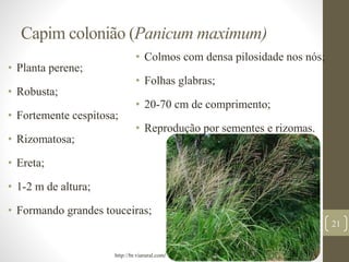 Capim colonião (Panicum maximum)
• Planta perene;
• Robusta;
• Fortemente cespitosa;
• Rizomatosa;
• Ereta;
• 1-2 m de altura;
• Formando grandes touceiras;
• Colmos com densa pilosidade nos nós;
• Folhas glabras;
• 20-70 cm de comprimento;
• Reprodução por sementes e rizomas.
21
http://br.viarural.com/
 