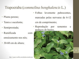Trapoeraba (commelina benghalencis L.)
• Planta perene;
• Tenra e suculenta;
• Semiprostada;
• Ramificada com
enraizamento nos nós;
• 30-60 cm de altura;
• Folhas levemente pubescentes,
marcadas pelas nervuras de 6-12
cm de comprimento;
• Reprodução por sementes e
pedaços de hastes.
22
http://vopuri.weebly.com/plantas-medicinais
 