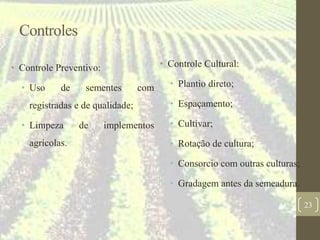 Controles
• Controle Preventivo:
• Uso de sementes com
registradas e de qualidade;
• Limpeza de implementos
agrícolas.
• Controle Cultural:
• Plantio direto;
• Espaçamento;
• Cultivar;
• Rotação de cultura;
• Consorcio com outras culturas;
• Gradagem antes da semeadura.
23
 