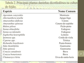Tabela 2. Principais plantas daninhas dicotiledônea na cultura
do feijão.
Espécie Nome Comum
Ageratum conyzoides Mentrasto
Alternanthera tenella Apaga-fogo
Amaranthus-deflexus Caruru
Amaranthus spinosus Caruru-de-espinho
Bidens pilosa Picão-preto
Senna obtusifolia Fedegoso
Senna occidentalis Fedegoso
Euphorbia heterophilla Leiteiro
Ipomoea spp. Corda-de-viola
Cyperus spp. Tiririca
Richardia brasiliensis Poaia-branca
Sida rhombifolia Guanxuma
Sida spinosa Guanxuma
Conyza canadensis Buva
Conyza bonariensis Buva
Chamaesyce hirta Erva-de-santa-luzia
25
 