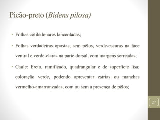Picão-preto (Bidens pilosa)
• Folhas cotiledonares lanceoladas;
• Folhas verdadeiras opostas, sem pêlos, verde-escuras na face
ventral e verde-claras na parte dorsal, com margens serreadas;
• Caule: Ereto, ramificado, quadrangular e de superfície lisa;
coloração verde, podendo apresentar estrias ou manchas
vermelho-amarronzadas, com ou sem a presença de pêlos;
27
 