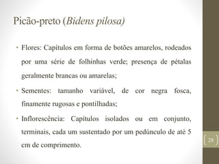 Picão-preto (Bidens pilosa)
• Flores: Capítulos em forma de botões amarelos, rodeados
por uma série de folhinhas verde; presença de pétalas
geralmente brancas ou amarelas;
• Sementes: tamanho variável, de cor negra fosca,
finamente rugosas e pontilhadas;
• Inflorescência: Capítulos isolados ou em conjunto,
terminais, cada um sustentado por um pedúnculo de até 5
cm de comprimento.
28
 