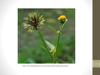 29
http://www.cantinhodaservas.com.br/picao-preto-bidens-pilosa.html
 