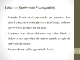 Leiteiro (Euphorbia heterophilla)
• Biologia: Planta anual; reprodução por sementes. Seu
ciclo é curto, entre a emergência e a frutificação, podendo
ocorrer várias gerações em um ano;
• Apresenta bom desenvolvimento em solos férteis e
úmidos e boa capacidade de rebrotar quando da ação de
herbicidas de contato;
• Encontrada nas regiões agrícolas do Brasil;
30
 