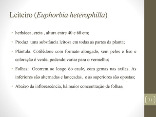 Leiteiro (Euphorbia heterophilla)
• herbácea, ereta , altura entre 40 e 60 cm;
• Produz uma substância leitosa em todas as partes da planta;
• Plântula: Cotilédone com formato alongado, sem pelos e liso e
coloração é verde, podendo variar para o vermelho;
• Folhas: Ocorrem ao longo do caule, com gemas nas axilas. As
inferiores são alternadas e lanceadas, e as superiores são opostas;
• Abaixo da inflorescência, há maior concentração de folhas;
31
 