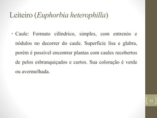 Leiteiro (Euphorbia heterophilla)
• Caule: Formato cilíndrico, simples, com entrenós e
nódulos no decorrer do caule. Superfície lisa e glabra,
porém é possível encontrar plantas com caules recobertos
de pelos esbranquiçados e curtos. Sua coloração é verde
ou avermelhada.
32
 
