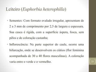 Leiteiro (Euphorbia heterophilla)
• Sementes: Com formato ovalado irregular, apresentam de
2 a 3 mm de comprimento por 2,5 de largura e espessura.
Sua casca é rígida, com a superfície áspera, fosca, sem
pêlos e de coloração castanha;
• Inflorescência: Na parte superior do caule, ocorre uma
bifurcação, onde se desenvolvem os ciátios (flor feminina
acompanhada de 30 a 40 flores masculinas). A coloração
varia entre o verde e o vermelho. 33
 
