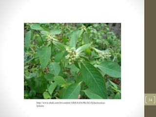 34
http://www.ebah.com.br/content/ABAAAfwMoAG/ficha-tecnica-
leiteiro
 