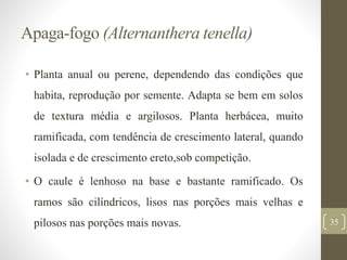 Apaga-fogo (Alternanthera tenella)
• Planta anual ou perene, dependendo das condições que
habita, reprodução por semente. Adapta se bem em solos
de textura média e argilosos. Planta herbácea, muito
ramificada, com tendência de crescimento lateral, quando
isolada e de crescimento ereto,sob competição.
• O caule é lenhoso na base e bastante ramificado. Os
ramos são cilíndricos, lisos nas porções mais velhas e
pilosos nas porções mais novas. 35
 