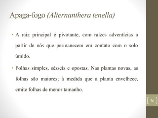 Apaga-fogo (Alternanthera tenella)
• A raiz principal é pivotante, com raízes adventícias a
partir de nós que permanecem em contato com o solo
úmido.
• Folhas simples, sésseis e opostas. Nas plantas novas, as
folhas são maiores; à medida que a planta envelhece,
emite folhas de menor tamanho.
36
 