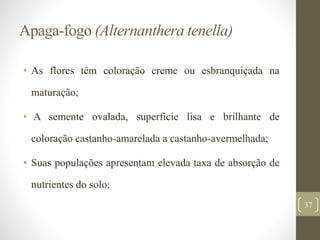 Apaga-fogo (Alternanthera tenella)
• As flores têm coloração creme ou esbranquiçada na
maturação;
• A semente ovalada, superfície lisa e brilhante de
coloração castanho-amarelada a castanho-avermelhada;
• Suas populações apresentam elevada taxa de absorção de
nutrientes do solo;
37
 