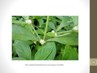 38
http://templodosenhordoalvorecer.com/category/ervasfolha
 