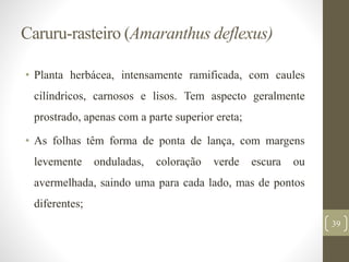 Caruru-rasteiro (Amaranthus deflexus)
• Planta herbácea, intensamente ramificada, com caules
cilíndricos, carnosos e lisos. Tem aspecto geralmente
prostrado, apenas com a parte superior ereta;
• As folhas têm forma de ponta de lança, com margens
levemente onduladas, coloração verde escura ou
avermelhada, saindo uma para cada lado, mas de pontos
diferentes;
39
 