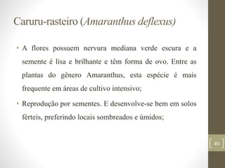 Caruru-rasteiro (Amaranthus deflexus)
• A flores possuem nervura mediana verde escura e a
semente é lisa e brilhante e têm forma de ovo. Entre as
plantas do gênero Amaranthus, esta espécie é mais
frequente em áreas de cultivo intensivo;
• Reprodução por sementes. E desenvolve-se bem em solos
férteis, preferindo locais sombreados e úmidos;
40
 