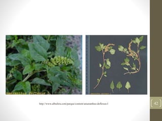 42http://www.albufera.com/parque/content/amaranthus-deflexus-l
 