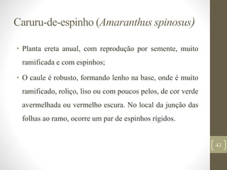 Caruru-de-espinho (Amaranthus spinosus)
• Planta ereta anual, com reprodução por semente, muito
ramificada e com espinhos;
• O caule é robusto, formando lenho na base, onde é muito
ramificado, roliço, liso ou com poucos pelos, de cor verde
avermelhada ou vermelho escura. No local da junção das
folhas ao ramo, ocorre um par de espinhos rígidos.
43
 