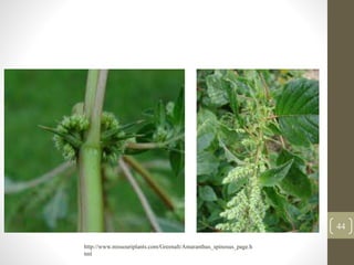 44
http://www.missouriplants.com/Greenalt/Amaranthus_spinosus_page.h
tml
 