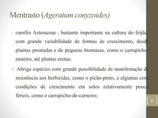 Mentrasto (Ageratum conyzoides)
• Família Asteraceae , bastante importante na cultura do feijão,
com grande variabilidade de formas de crescimento, desde
plantas prostadas e de pequena biomassa, como o carrapicho-
rasteiro, até plantas eretas;
• Abriga espécies com grande possibilidade de manifestação de
resistência aos herbicidas, como o picão-preto, e algumas com
condições de crescimento em solos relativamente pouco
férteis, como o carrapicho-de-carneiro;
45
 