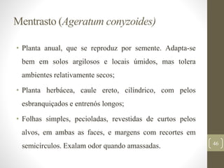 Mentrasto (Ageratum conyzoides)
• Planta anual, que se reproduz por semente. Adapta-se
bem em solos argilosos e locais úmidos, mas tolera
ambientes relativamente secos;
• Planta herbácea, caule ereto, cilíndrico, com pelos
esbranquiçados e entrenós longos;
• Folhas simples, pecioladas, revestidas de curtos pelos
alvos, em ambas as faces, e margens com recortes em
semicírculos. Exalam odor quando amassadas. 46
 