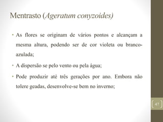 Mentrasto (Ageratum conyzoides)
• As flores se originam de vários pontos e alcançam a
mesma altura, podendo ser de cor violeta ou branco-
azulada;
• A dispersão se pelo vento ou pela água;
• Pode produzir até três gerações por ano. Embora não
tolere geadas, desenvolve-se bem no inverno;
47
 