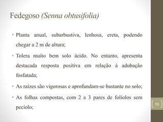 Fedegoso (Senna obtusifolia)
• Planta anual, subarbustiva, lenhosa, ereta, podendo
chegar a 2 m de altura;
• Tolera muito bem solo ácido. No entanto, apresenta
destacada resposta positiva em relação à adubação
fosfatada;
• As raízes são vigorosas e aprofundam-se bastante no solo;
• As folhas compostas, com 2 a 3 pares de folíolos sem
pecíolo;
50
 